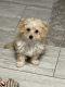 Poodle Puppies for sale in Valley Stream, NY 11580, USA. price: $1,500