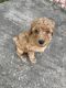 Poodle Puppies for sale in Lenoir, NC, USA. price: $1,000