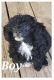 Poodle Puppies for sale in Fort Worth, TX 76104, USA. price: $800