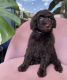 Poodle Puppies for sale in Houston, TX 77056, USA. price: $1,000