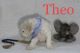 Poodle Puppies for sale in Winnsboro, TX 75494, USA. price: $600