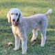 Poodle Puppies for sale in Rainbow City, AL 35906, USA. price: $500