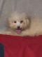 Poodle Puppies for sale in Splendora, TX, USA. price: $650