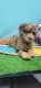 Poodle Puppies for sale in Peoria, IL, USA. price: NA