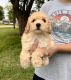 Poodle Puppies for sale in Liberty, TX, USA. price: NA