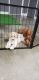 Poodle Puppies for sale in Miami, FL, USA. price: NA