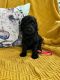 Poodle Puppies for sale in Gastonia, NC, USA. price: NA