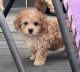 Poodle Puppies for sale in Jonesborough, TN 37659, USA. price: $1,600