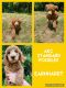Poodle Puppies for sale in Harrisburg, AR 72432, USA. price: $1,200