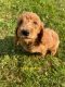 Poodle Puppies for sale in Lenoir, NC, USA. price: $700