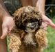 Miniature Poodle Puppies for sale in Parker, CO, USA. price: $800