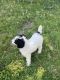 Poodle Puppies for sale in Green Bay, WI, USA. price: $550
