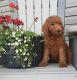 Poodle Puppies for sale in Edina, MO 63537, USA. price: NA
