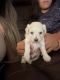 Poodle Puppies for sale in 1439 E Saguaro Trail, San Tan Valley, AZ 85143, USA. price: NA