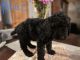 Poodle Puppies for sale in Prairie City, IL 61470, USA. price: NA