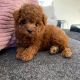 Poodle Puppies for sale in Manila, Metro Manila, Philippines. price: 10,000 PHP