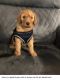 Poodle Puppies for sale in Denham Springs, LA, USA. price: NA