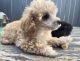 Poodle Puppies for sale in Jonesborough, TN 37659, USA. price: $1,400