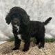 Poodle Puppies for sale in Dallas, TX, USA. price: $1,849
