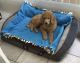 Poodle Puppies for sale in Port Richey, FL, USA. price: NA