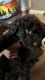 Poodle Puppies for sale in Colton, CA 92324, USA. price: NA