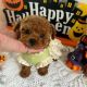 Poodle Puppies for sale in Los Angeles, CA, USA. price: $650