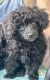 Poodle Puppies for sale in Jonesborough, TN 37659, USA. price: NA