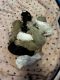 Poodle Puppies for sale in Lady Lake, FL, USA. price: NA