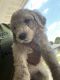 Poodle Puppies for sale in Jacksonville, AR, USA. price: $1,000