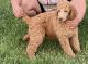 Poodle Puppies for sale in Farwell, MI 48622, USA. price: NA