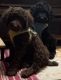 Poodle Puppies for sale in Fort Worth, TX 76123, USA. price: NA