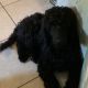 Poodle Puppies for sale in Sebring, FL, USA. price: NA