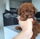 Poodle Puppies for sale in East Los Angeles, CA, USA. price: $650