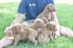 Poodle Puppies for sale in Moberly, MO 65270, USA. price: NA