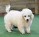 Poodle Puppies for sale in Richardson, TX, USA. price: NA