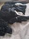 Poodle Puppies for sale in Cleveland, OH, USA. price: $500