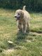 Poodle Puppies for sale in Farwell, MI 48622, USA. price: $400
