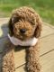 Poodle Puppies for sale in Southampton Township, NJ 08088, USA. price: NA