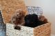 Poodle Puppies for sale in Roanoke, VA, USA. price: $3,000