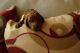 Poodle Puppies for sale in Woodbridge, VA 22191, USA. price: $3,250