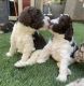 Poodle Puppies for sale in Las Vegas, NV 89148, USA. price: NA