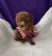 Poodle Puppies for sale in Downey, CA, USA. price: $2,700