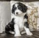Poodle Puppies for sale in IL-64, Chicago, IL, USA. price: NA