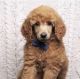 Poodle Puppies for sale in IL-64, Chicago, IL, USA. price: $1,500