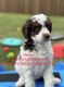 Poodle Puppies for sale in Dallas, TX, USA. price: $1,500