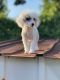 Poodle Puppies for sale in Fort Smith, AR, USA. price: $1,200
