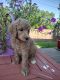 Poodle Puppies for sale in Cullman, AL, USA. price: $600