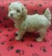 Poodle Puppies for sale in Union City, GA, USA. price: NA