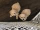 Poodle Puppies for sale in Plano, TX, USA. price: $800