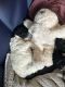 Poodle Puppies for sale in Big Spring, TX 79720, USA. price: NA